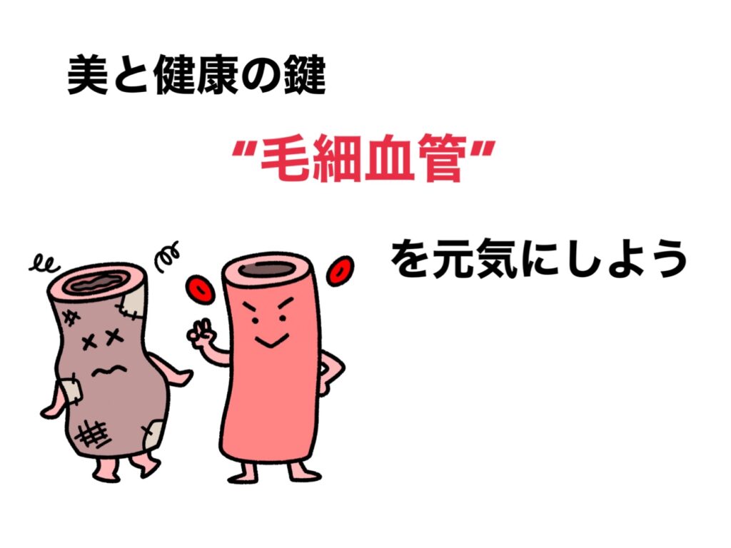 美と健康の鍵”毛細血管”を元気にしよう